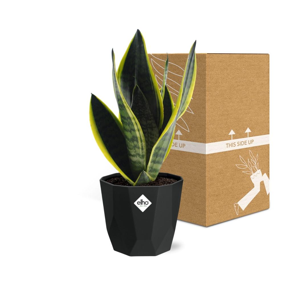 Sansevieria Futura Superba in 14cm b.for rock living black