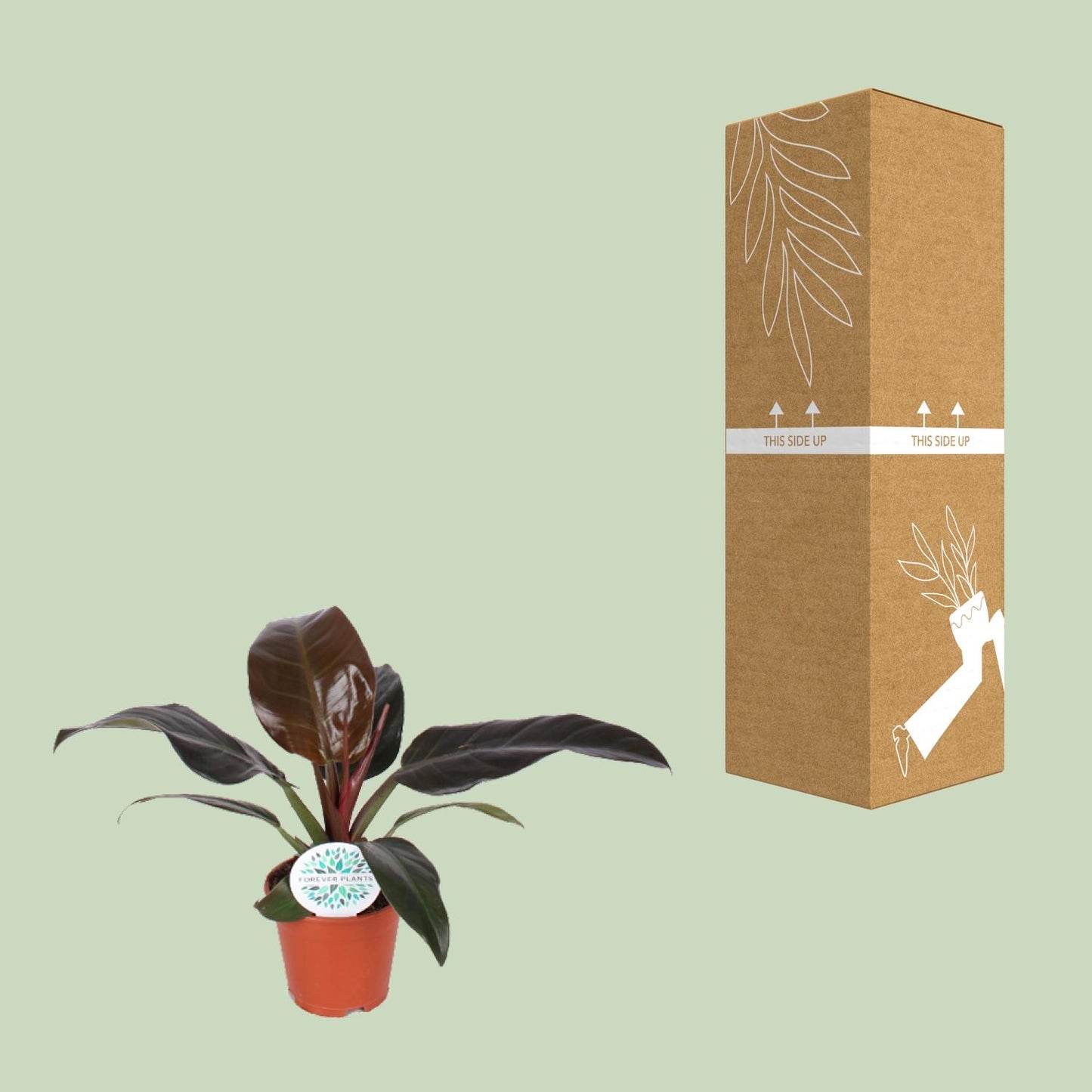 Philodendron Imperial Red - Ø14cm - ↕40cm