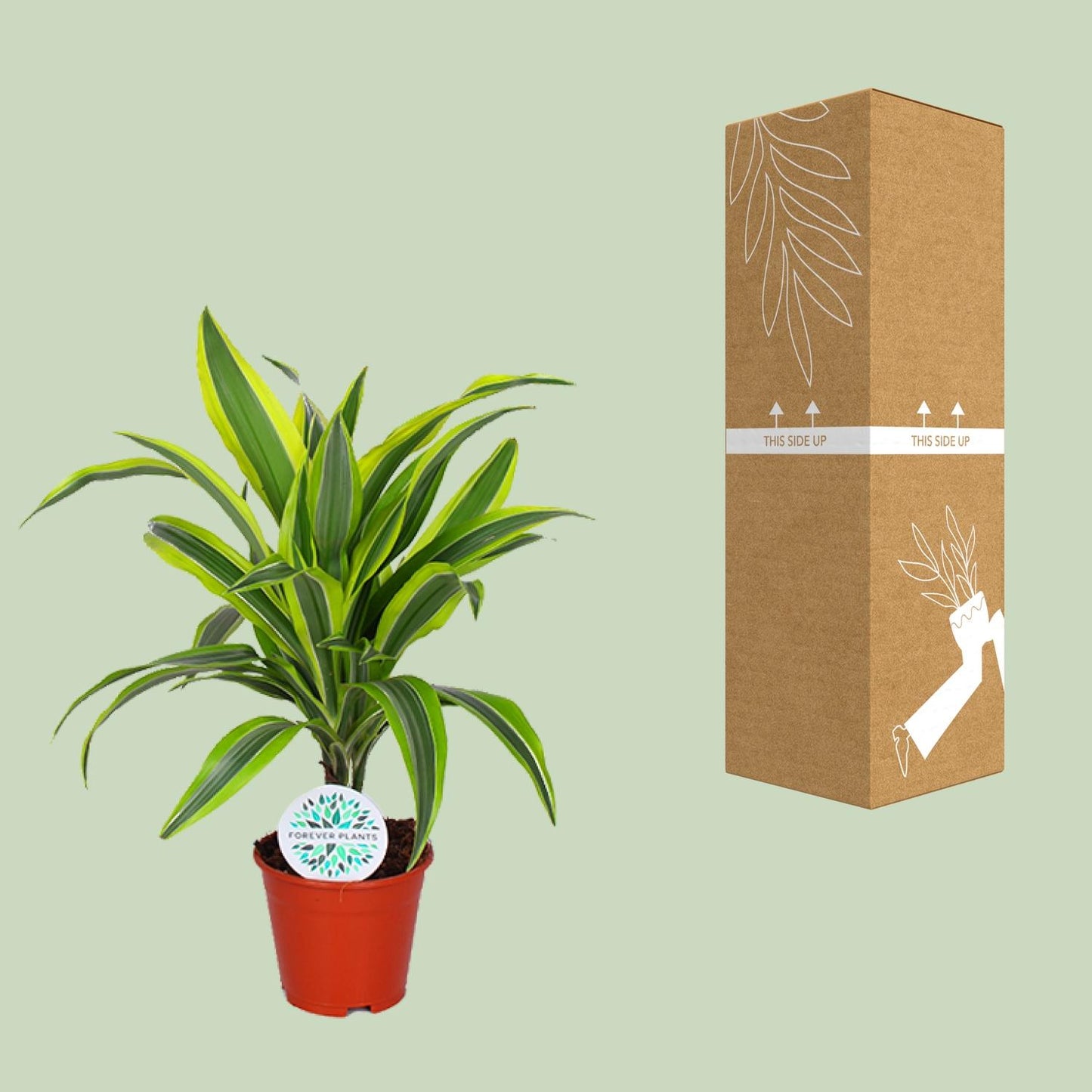 Dracaena Lemon Lime - Ø14cm - ↕55cm