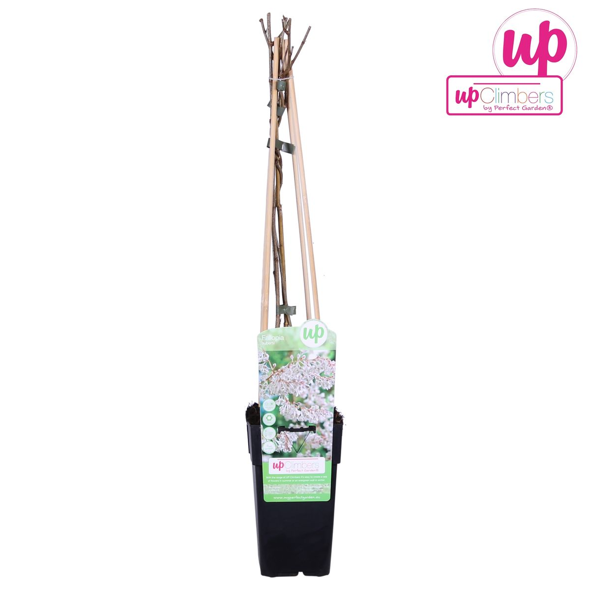 Fallopia baldschuanica - Brautschleier - Ø15cm - ↕65cm
