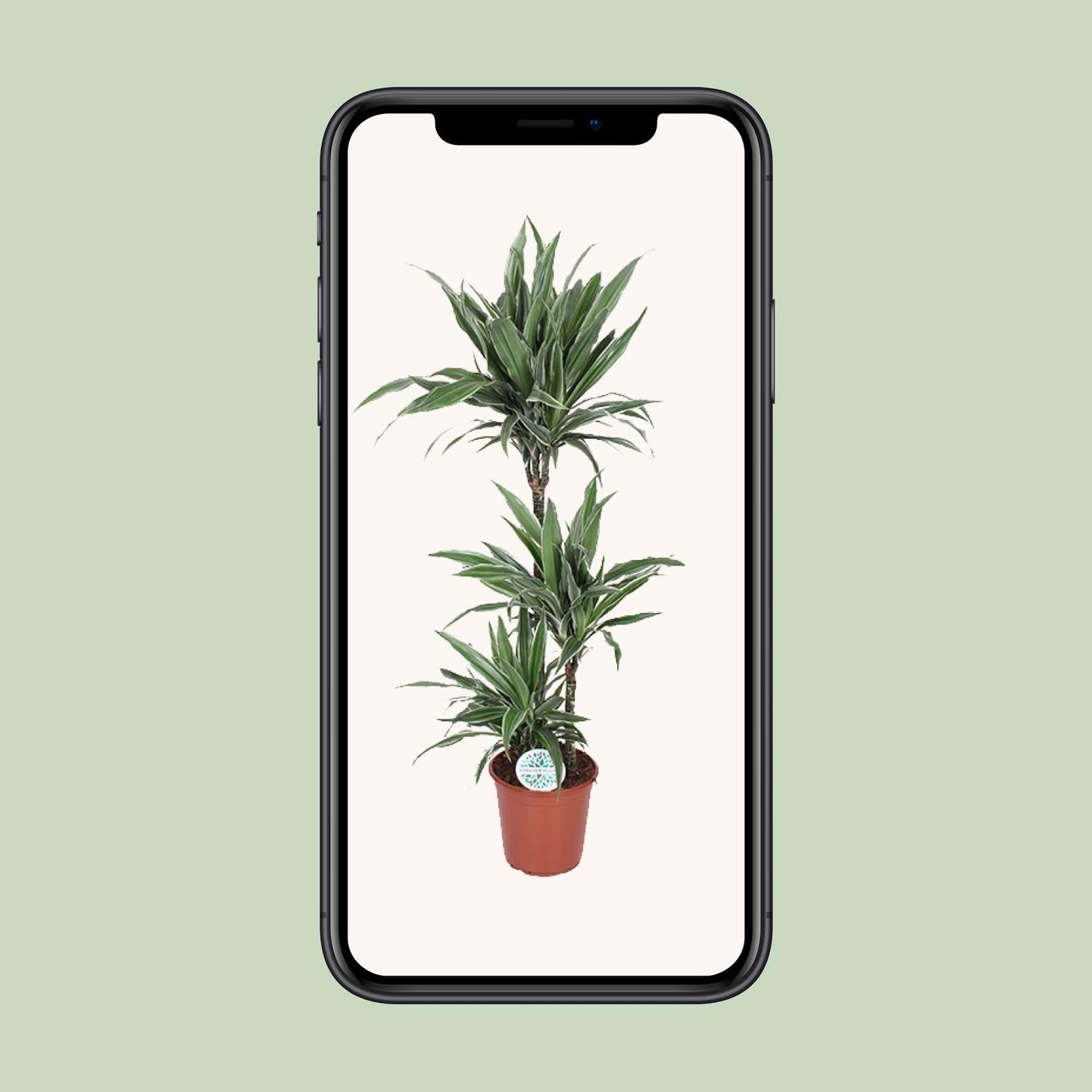 Dracaena Warneckei - Ø24cm - ↕125cm
