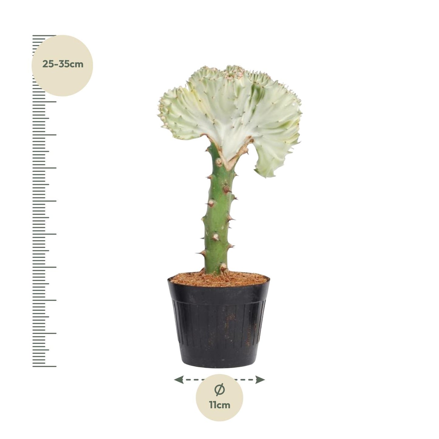 Korallenkaktus 'Cristata' – 30 cm pflegeleichte Sukkulente