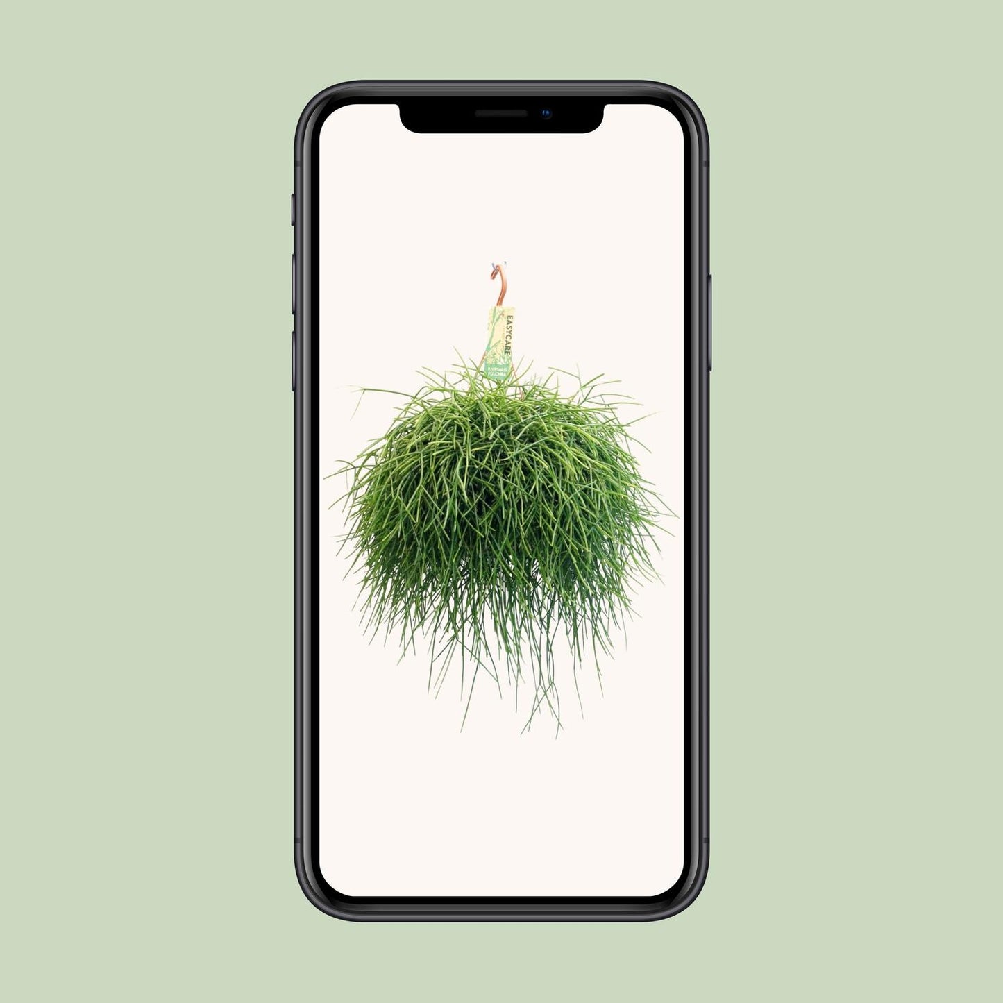 Rhipsalis Pulchra - Ø21 ↕45