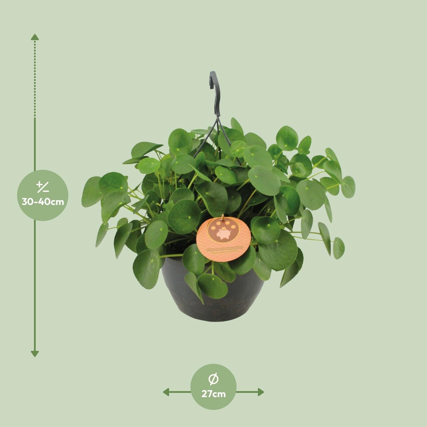 Pilea Peperomioides - Ø27cm - ↕40cm