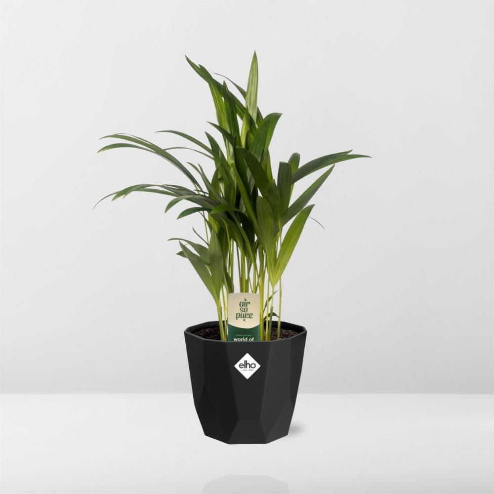 Dypsis Lutescens (Areca) 12cm in 14cm b.for rock living black