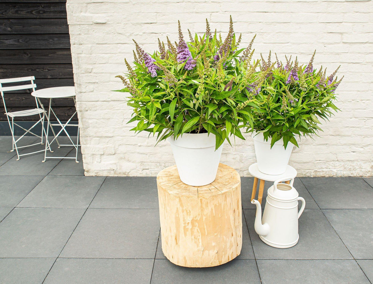 Buddleja dav. 'Butterfly Candy Little Lila' - Ø19cm - ↕25cm