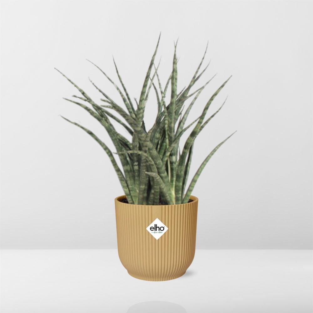 Sansevieria Fernwood Punk in ELHO Vibes Fold 14cm geel