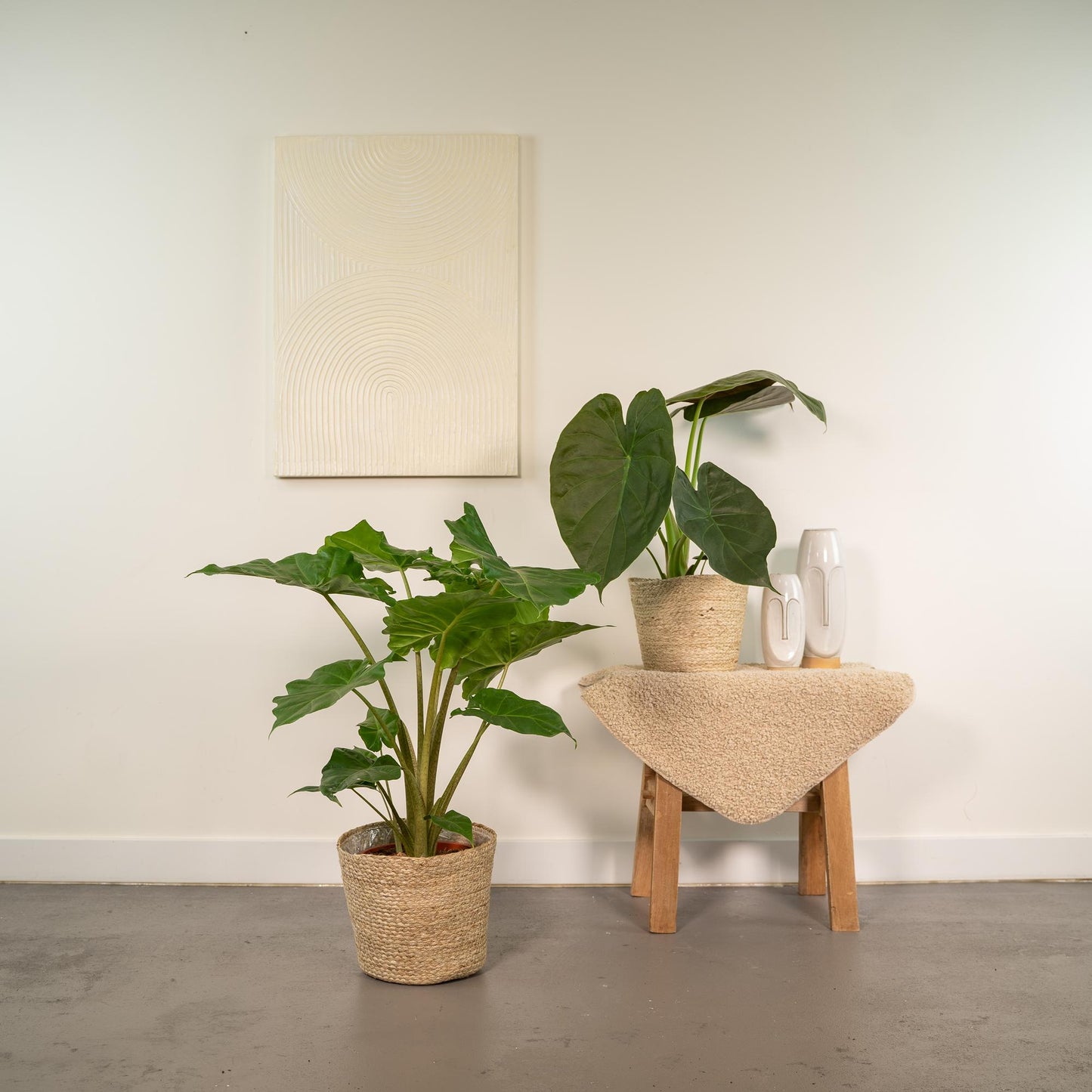 Alocasia Wentii - Ø19cm - ↕60cm + Alocasia Portodora - Ø19cm - ↕75cm + Korb Selin