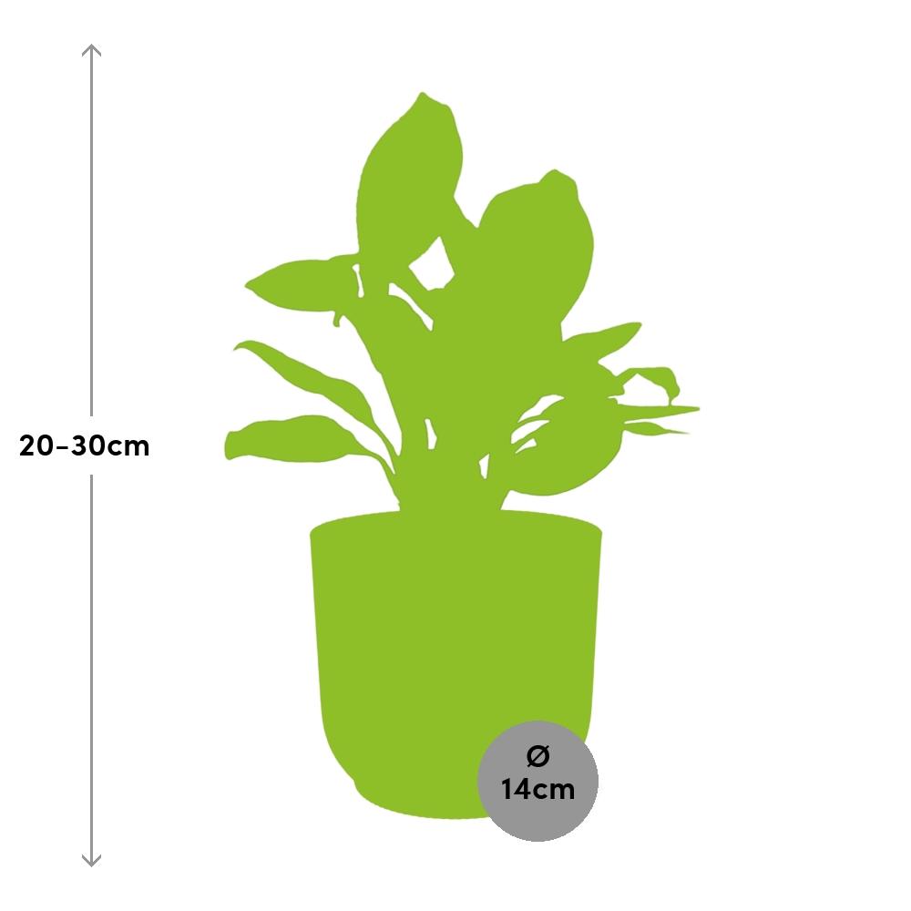 Aglaonema Christina in ELHO Vibes Fold 14cm geel