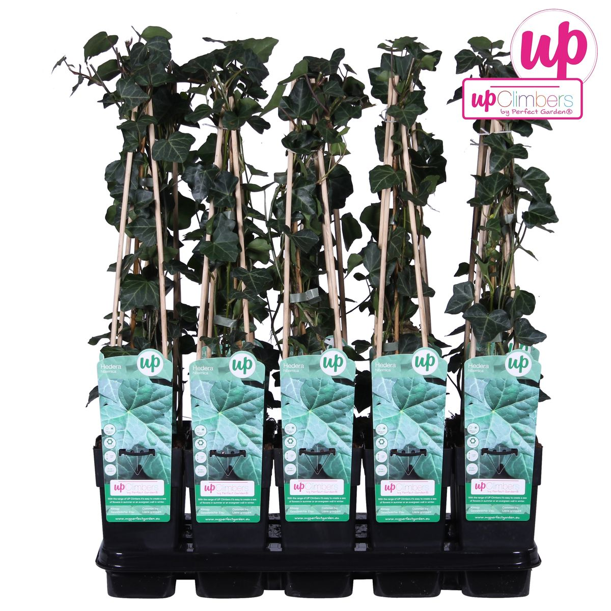 Hedera hibernica - Ø15cm - ↕65cm