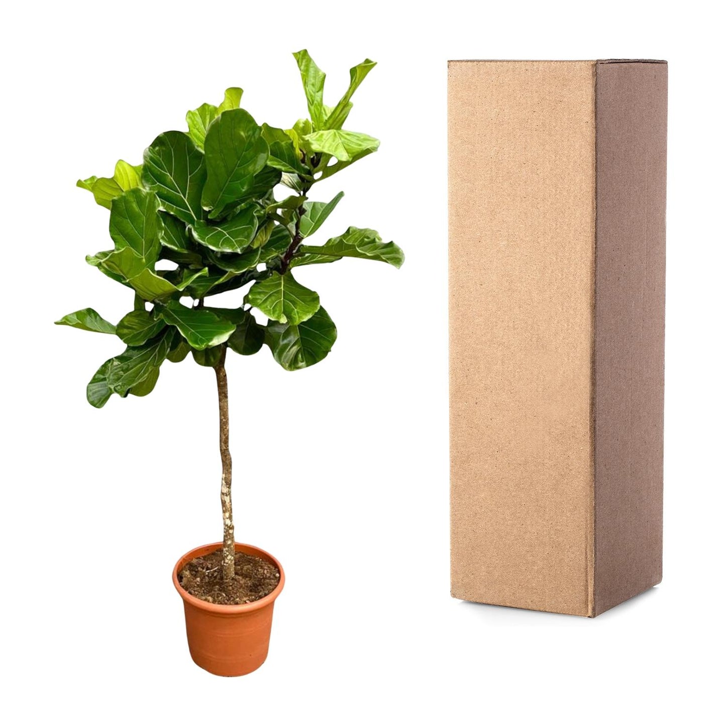 Geigenfeige XXL – 200 cm – Ficus Lyrata Zimmerpflanze