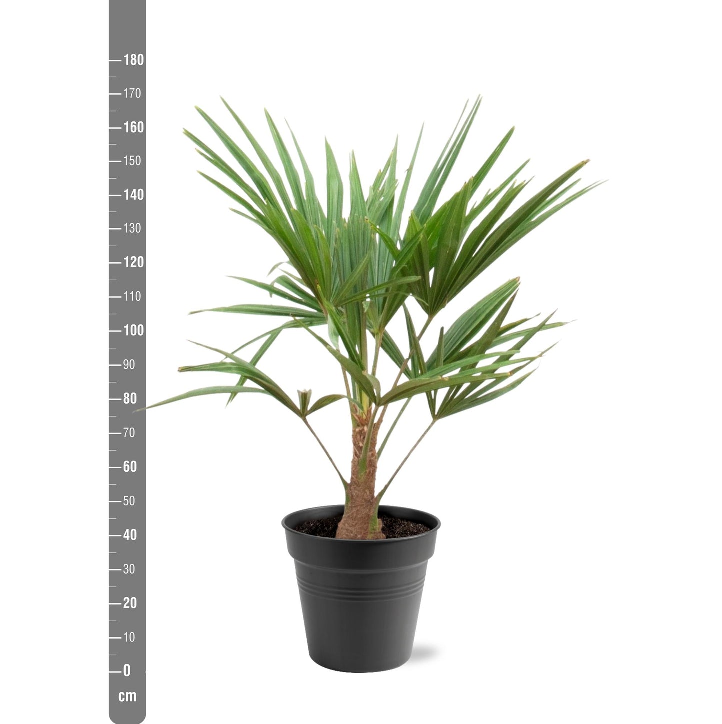 Hanfpalme 90-100 cm – Mediterrane Kübelpflanze