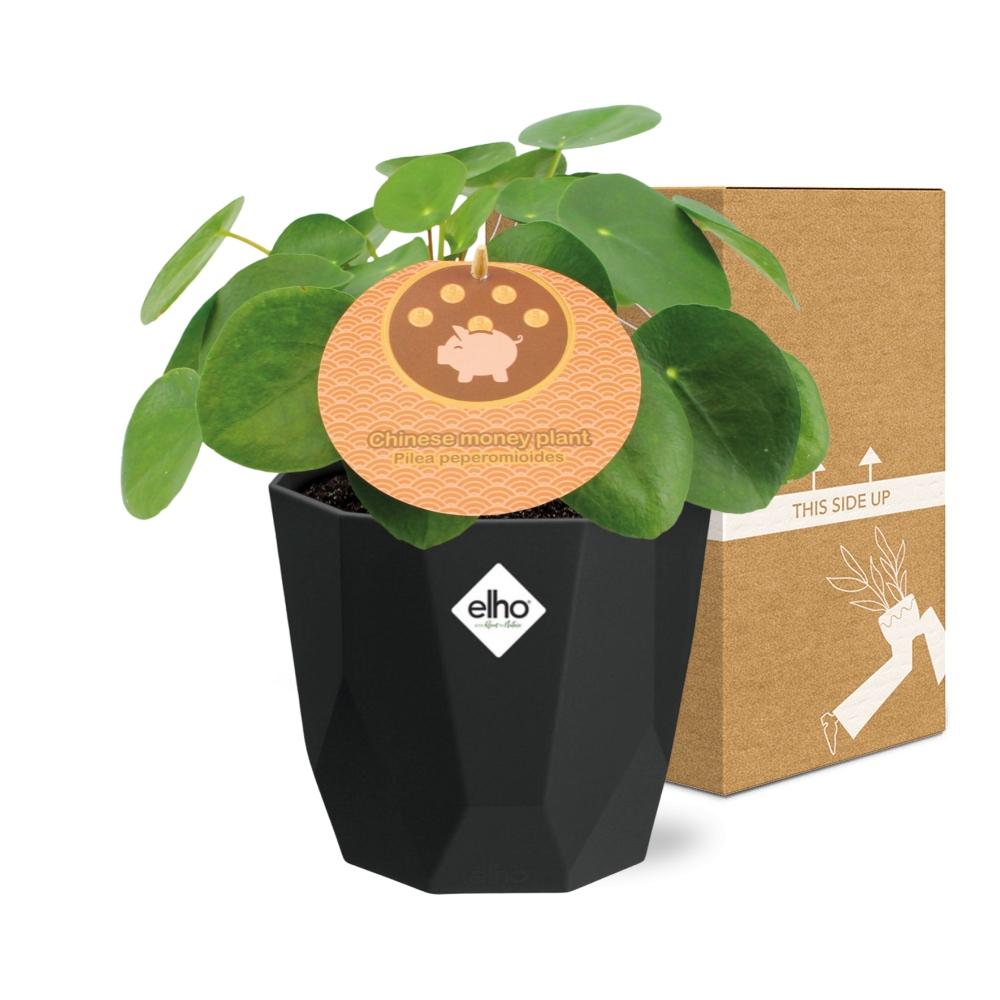 Pilea Peperomioides 12cm in 14cm b.for rock living black