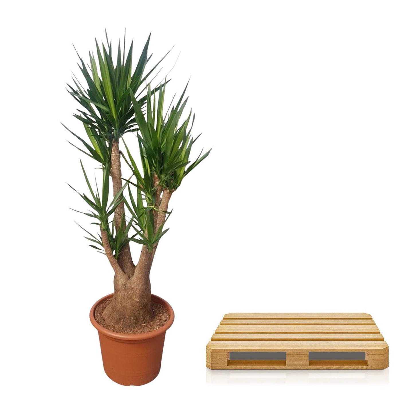 Yucca Palme verzweigt – 190 cm – Elefantenfuß Zimmerpflanze