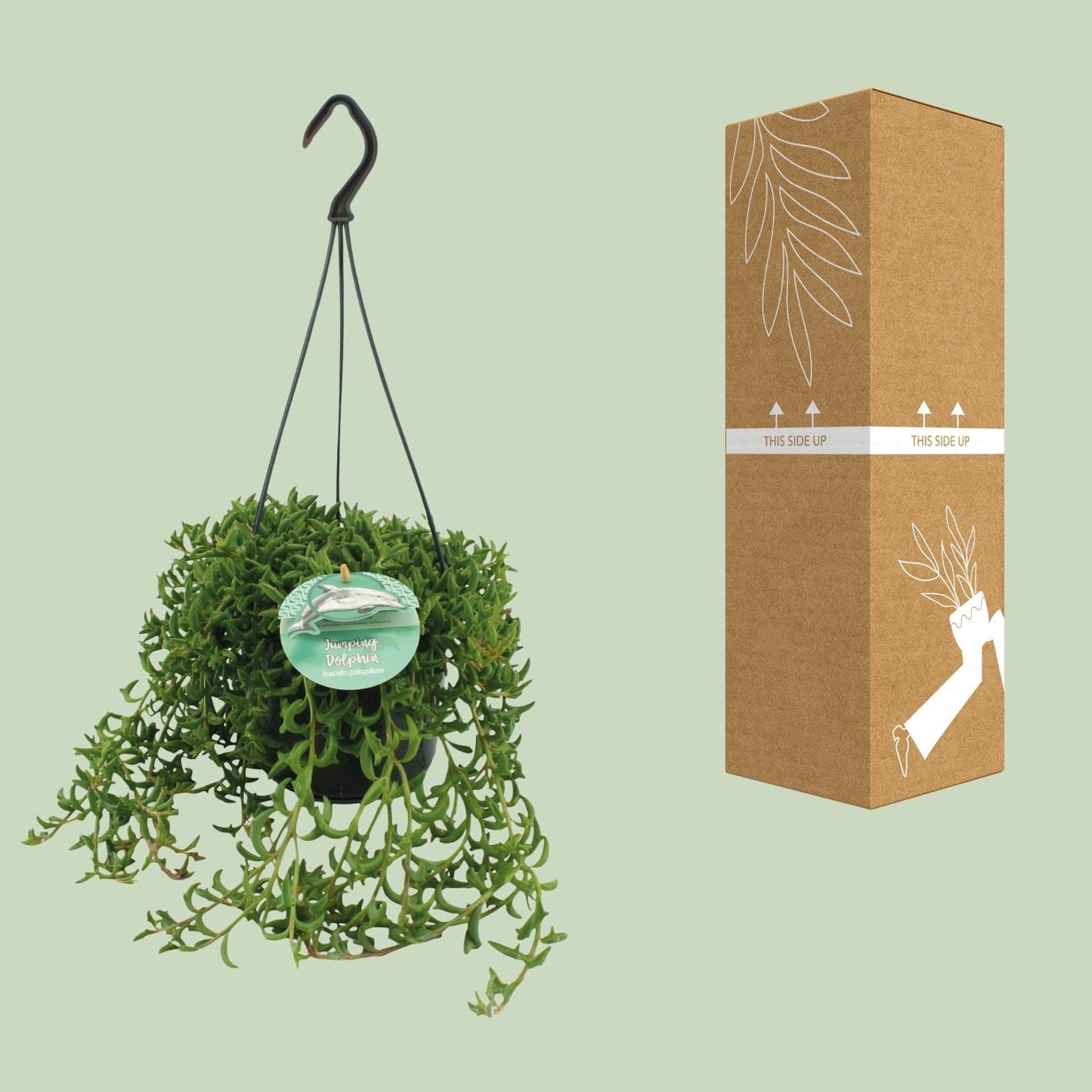 Senecio Peregrinus - Ø15cm - ↕25cm