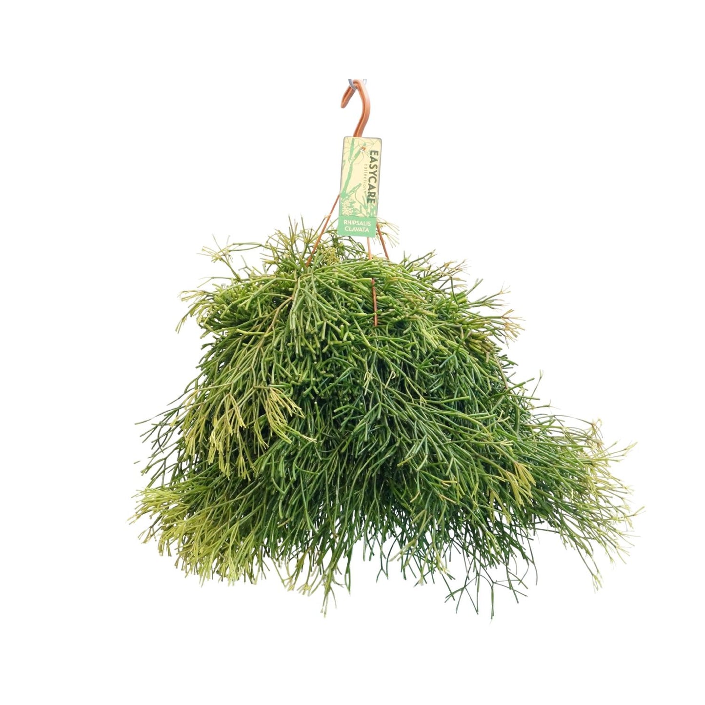 Rhipsalis Clavata - Ø21cm - ↕50cm