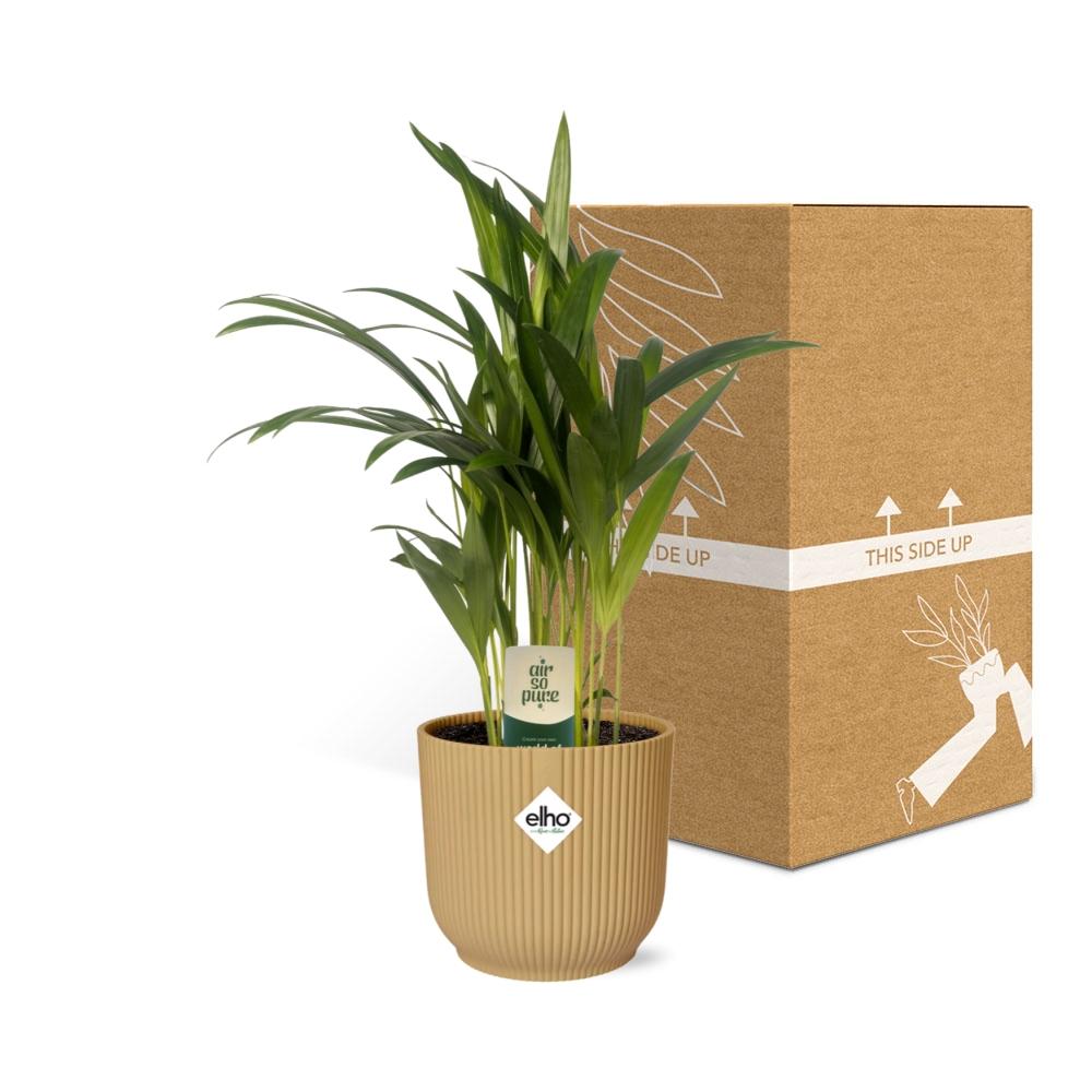 Dypsis Lutescens (Areca) 12cm in ELHO Vibes Fold 14cm geel