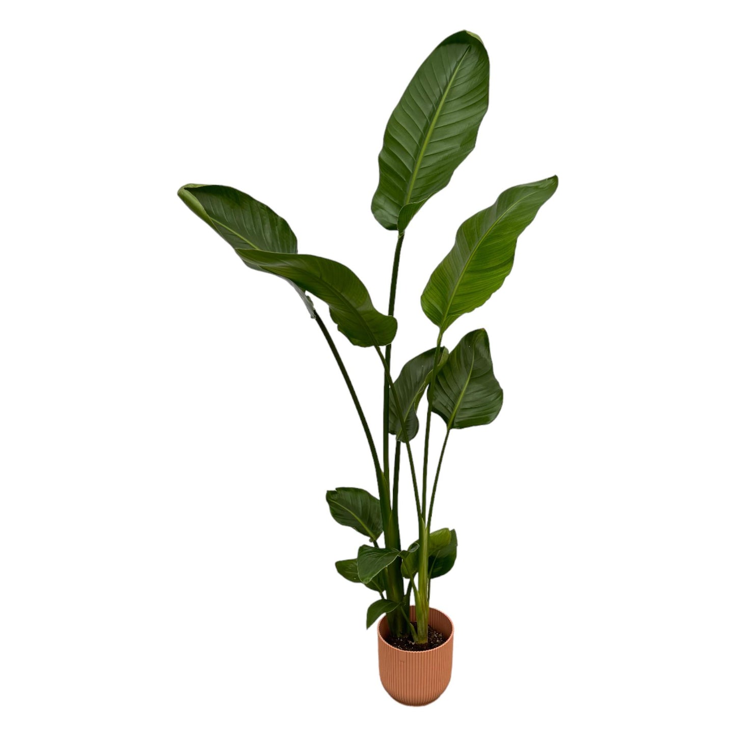 Weißer Paradiesvogel Strelitzia Nicolai 100 cm
