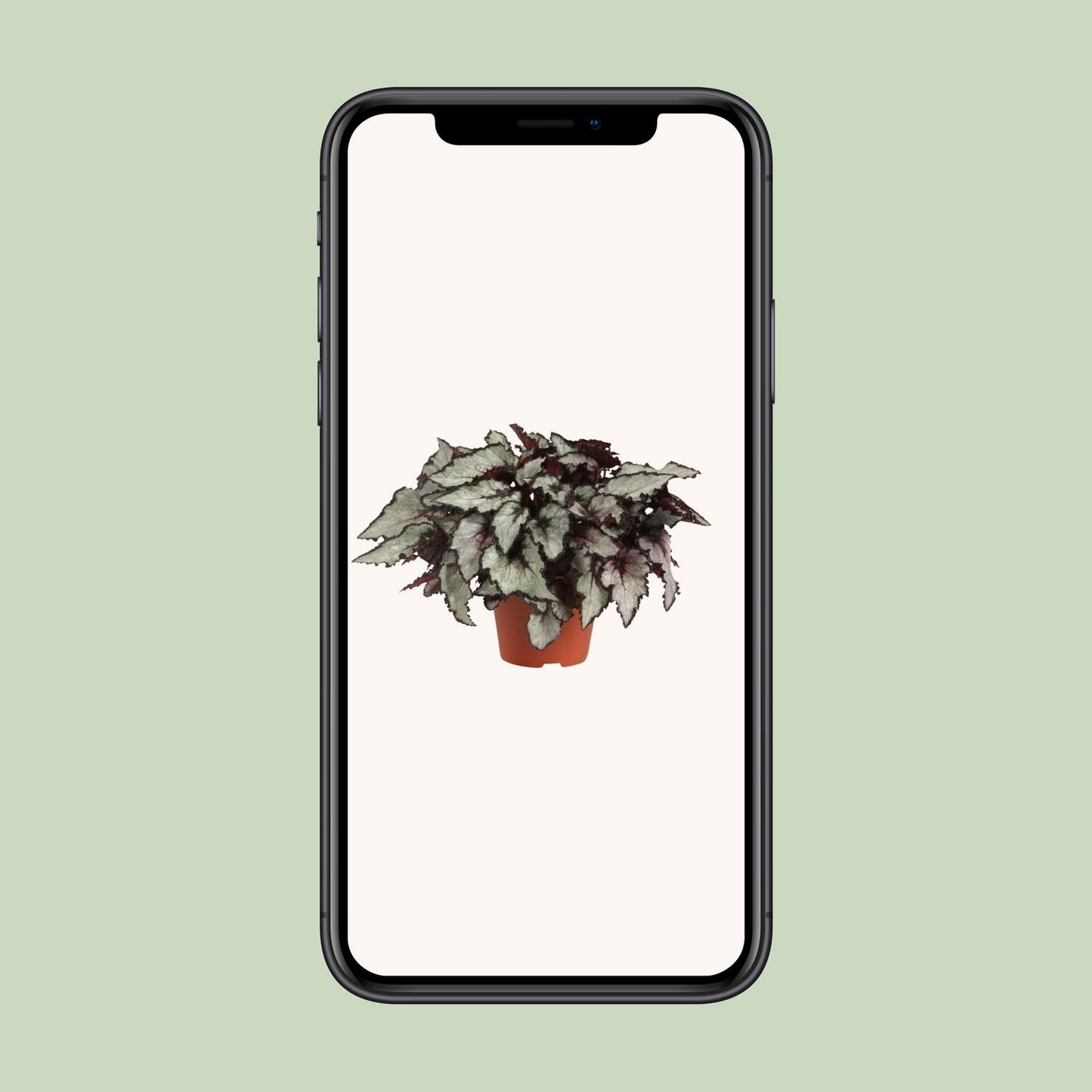 Begonia Rex Coco - Ø12cm - ↕25cm