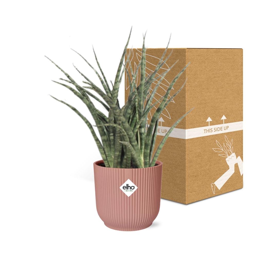 Sansevieria Fernwood Punk in ELHO Vibes Fold 14cm roze