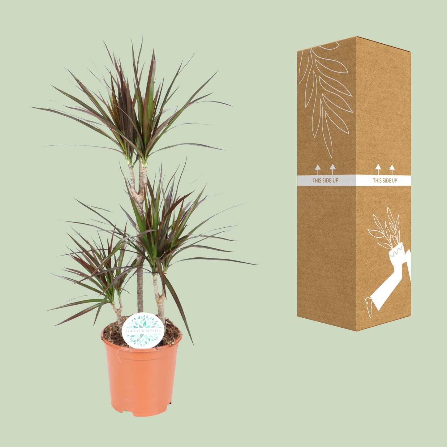 Dracaena Magenta - Ø21cm - ↕95cm