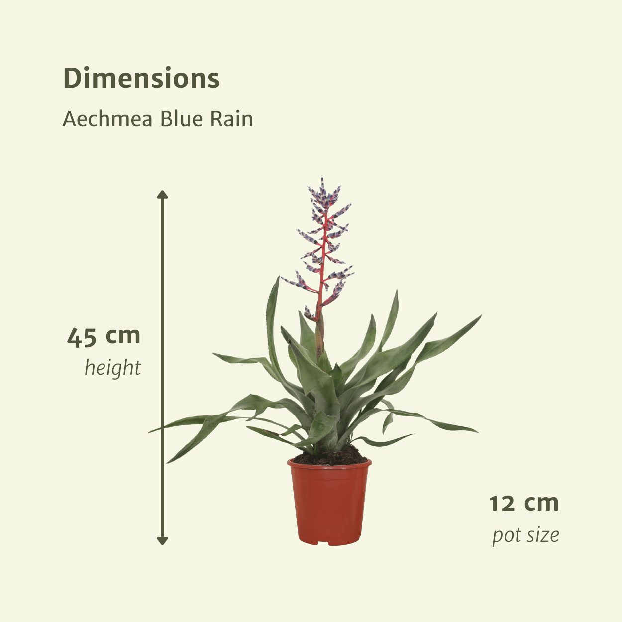 2x Aechmea Blue Rain - Tube Bromelie - 45cm - ø12