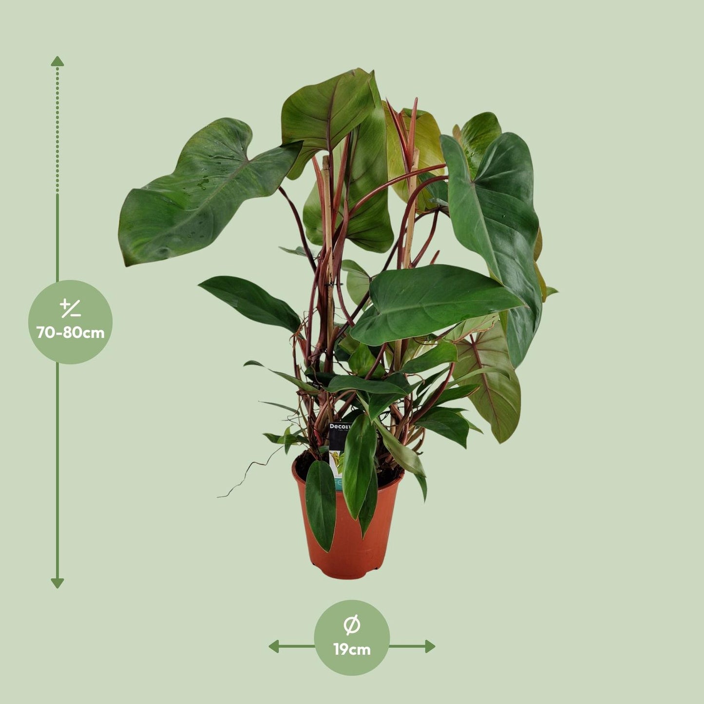 Philodendron Red Twins - Ø19cm - ↕75cm