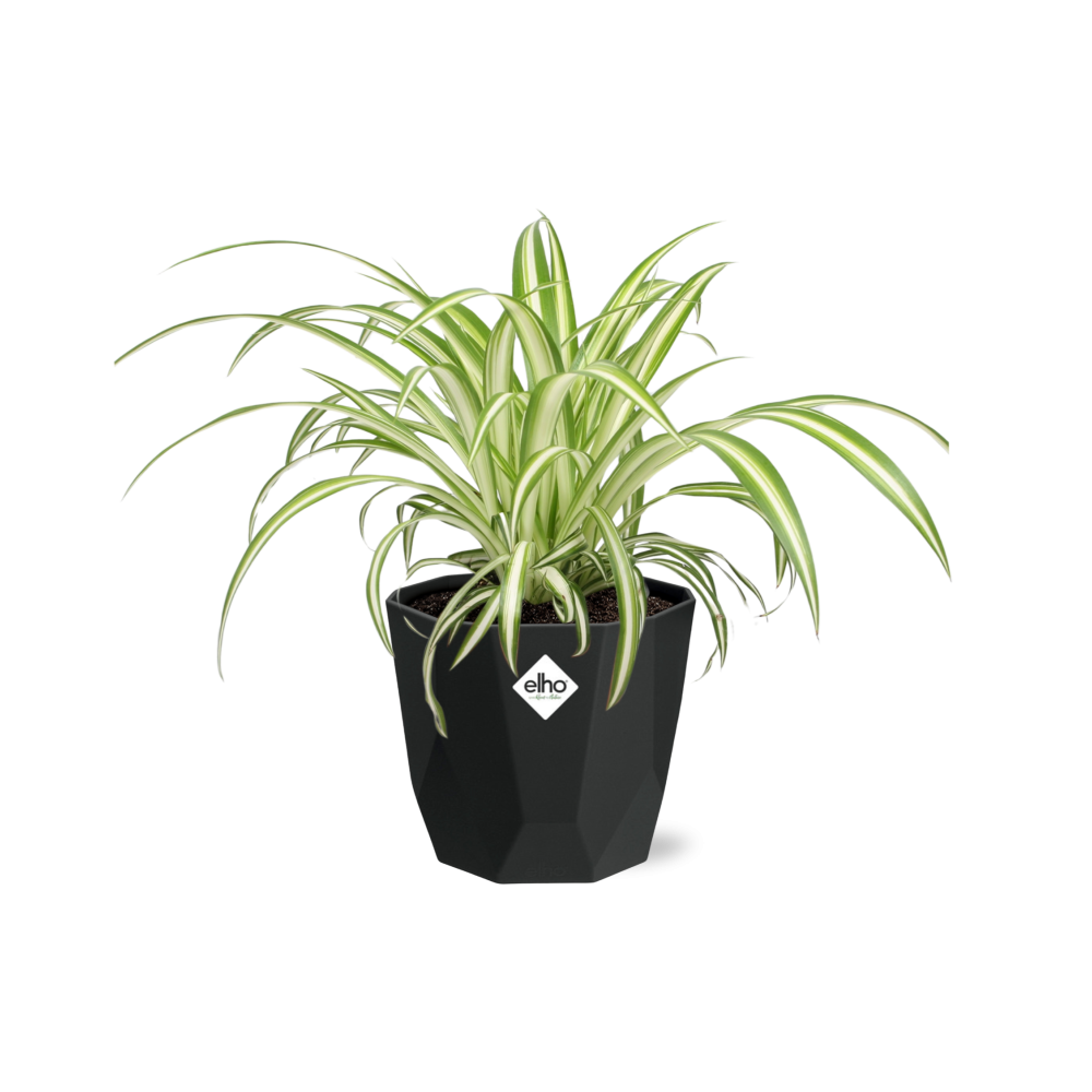 Chlorophytum Comosum Variegatum in 14cm b.for rock living black