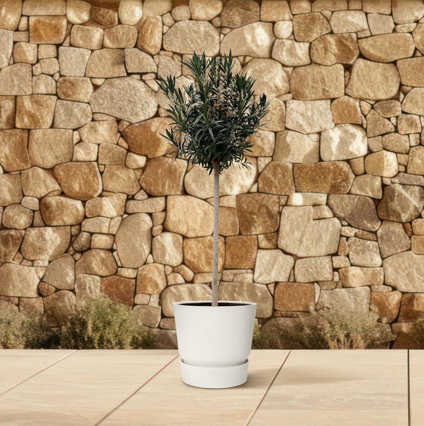 Oleander Stamm mit roten Blüten – 170 cm Kübelpflanze