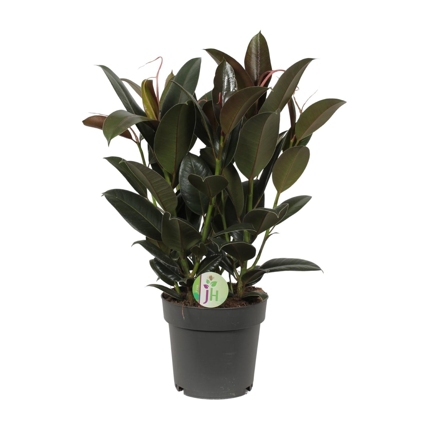 Ficus Melany - Ø19cm - ↕65cm
