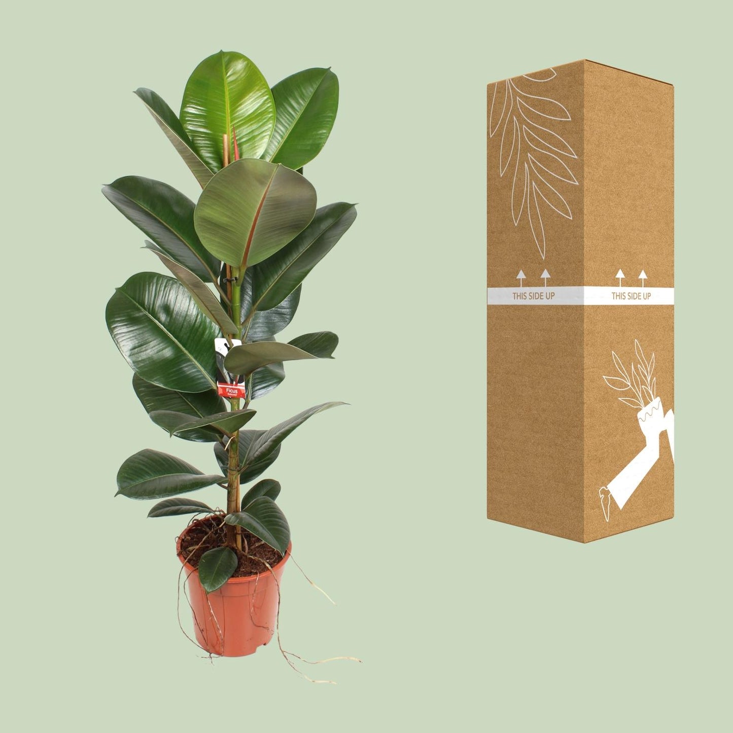 Ficus Elastica Robusta - Ø21cm - ↕95cm
