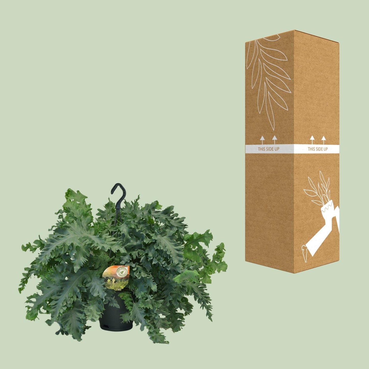 Phlebodium Davana - Ø20cm - ↕40cm