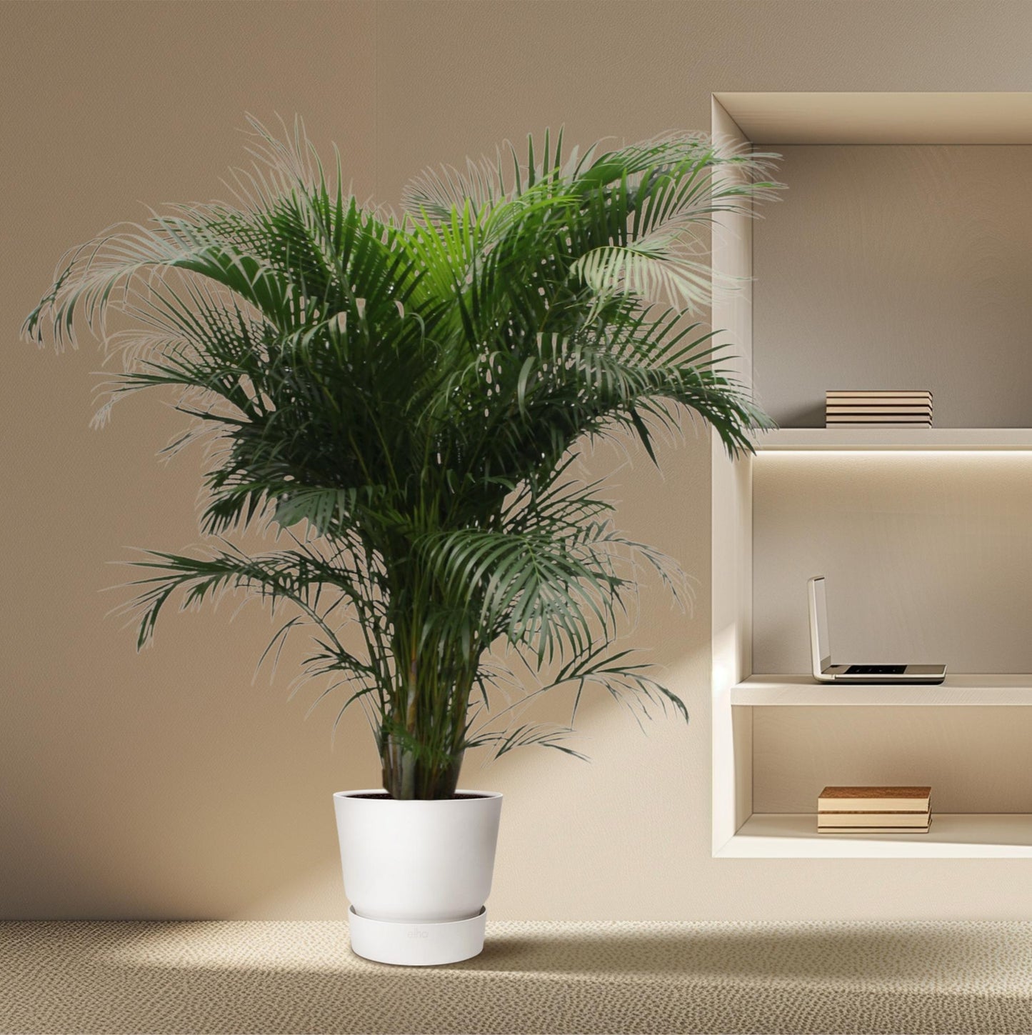 Goldpalme 230 cm – Tropische, pflegeleichte Zimmerpflanze