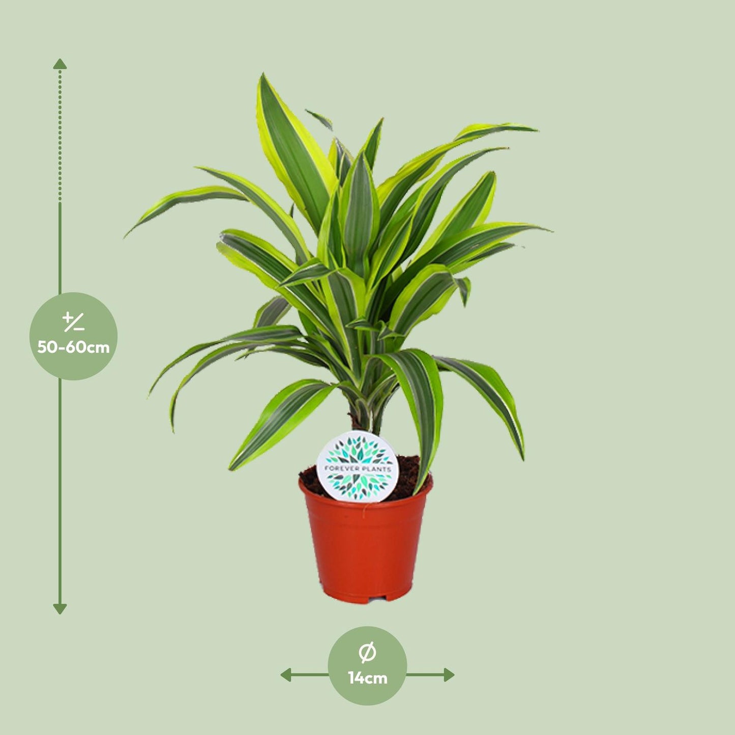 Dracaena Lemon Lime - Ø14cm - ↕55cm