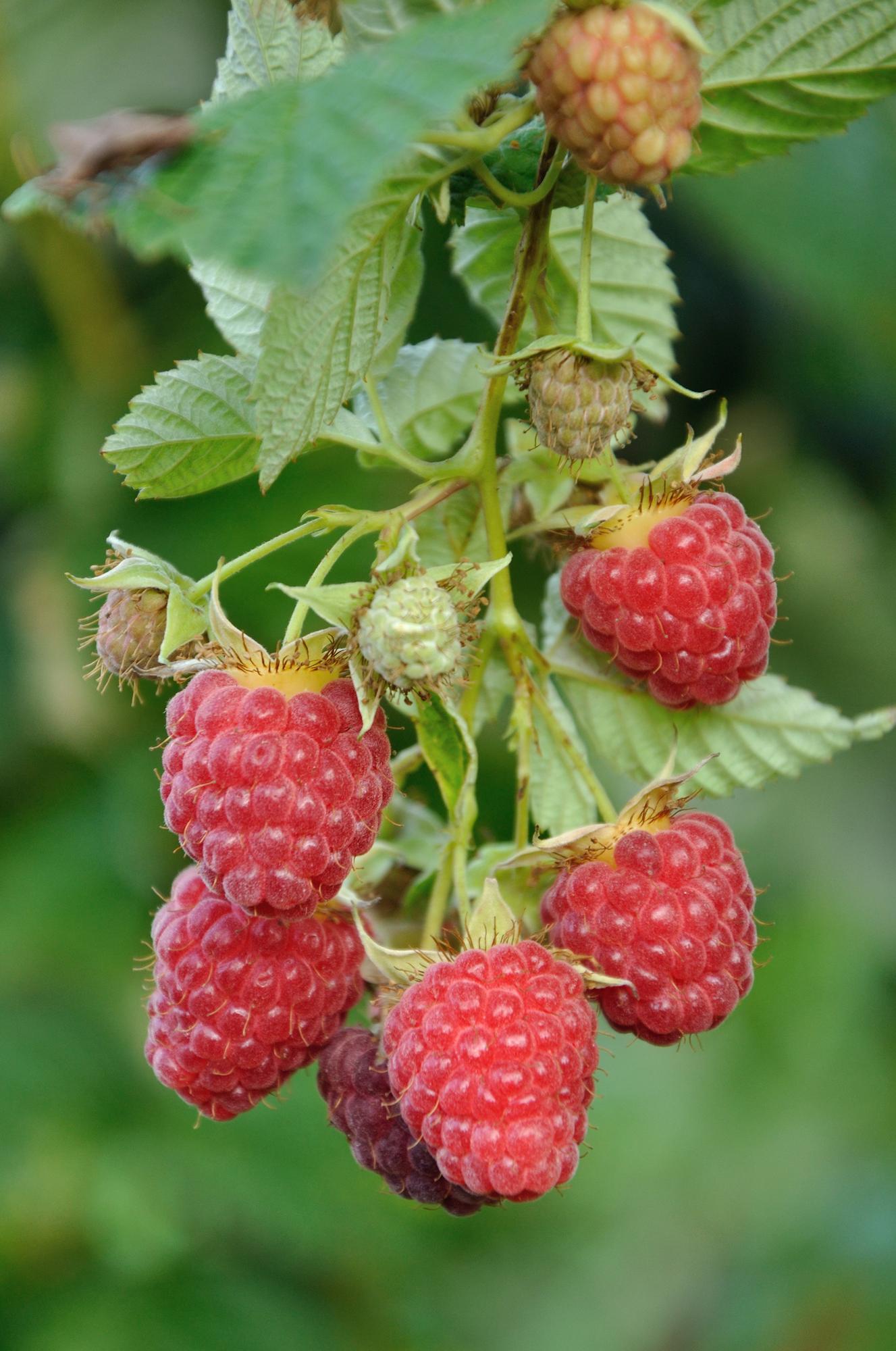 4x - Rubus 'Autumn' - ↨45cm - Ø13
