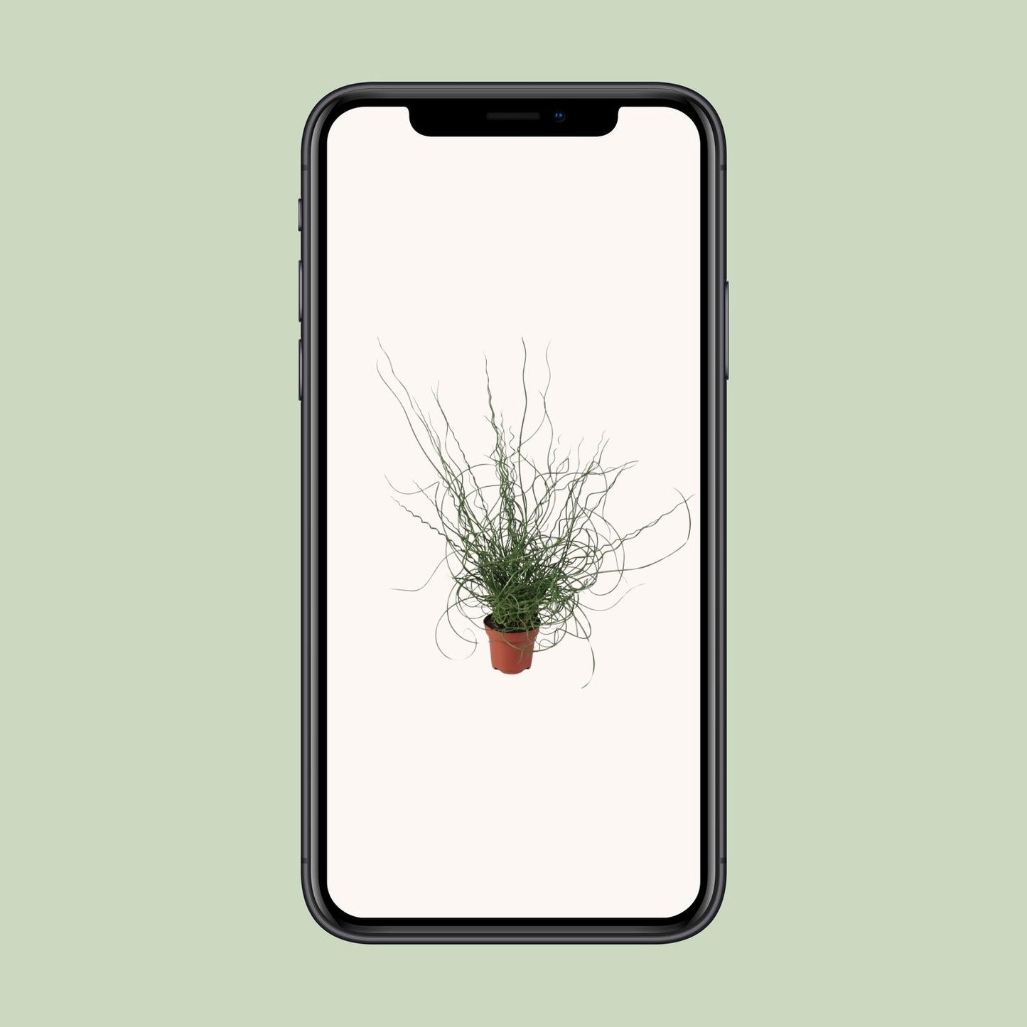 Juncus Effusus Spiralis - Ø12cm - ↕30cm