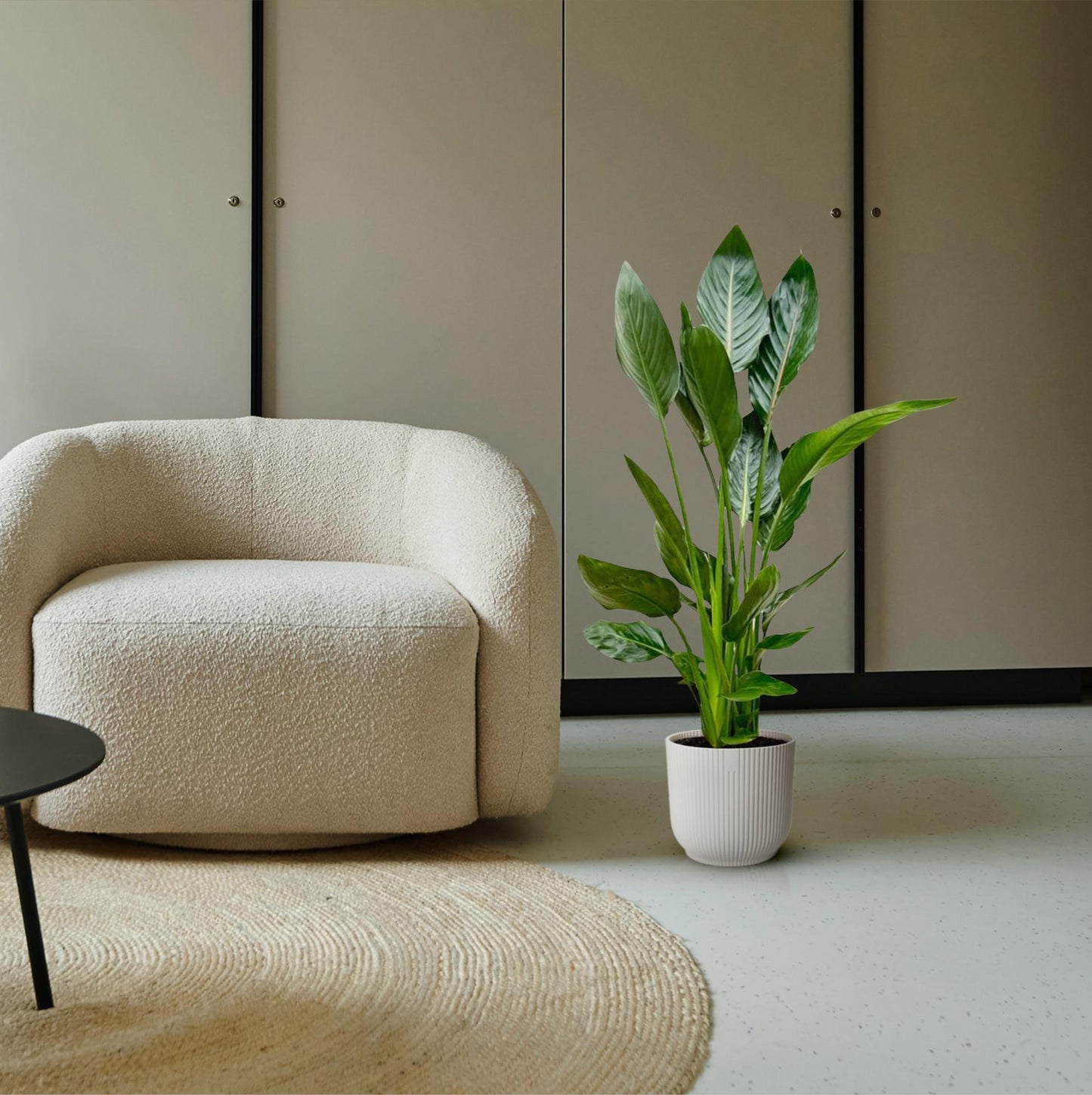 Paradiesvogelblume 100 cm – Exotische Zimmerpflanze