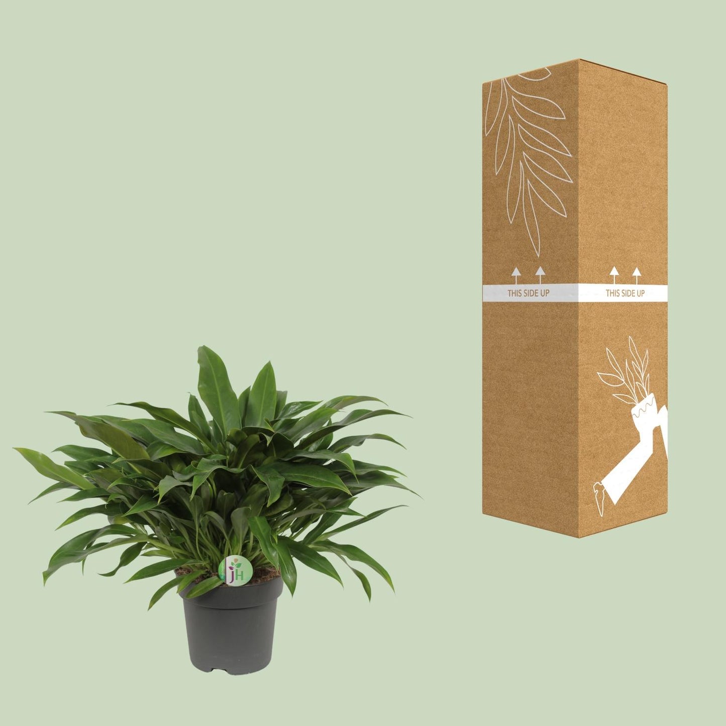 Philodendron Little Phil - Ø17cm - ↕45cm