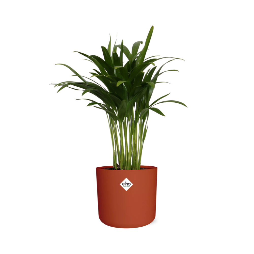 Areca Palm in ELHO b.for soft rond 14cm brique