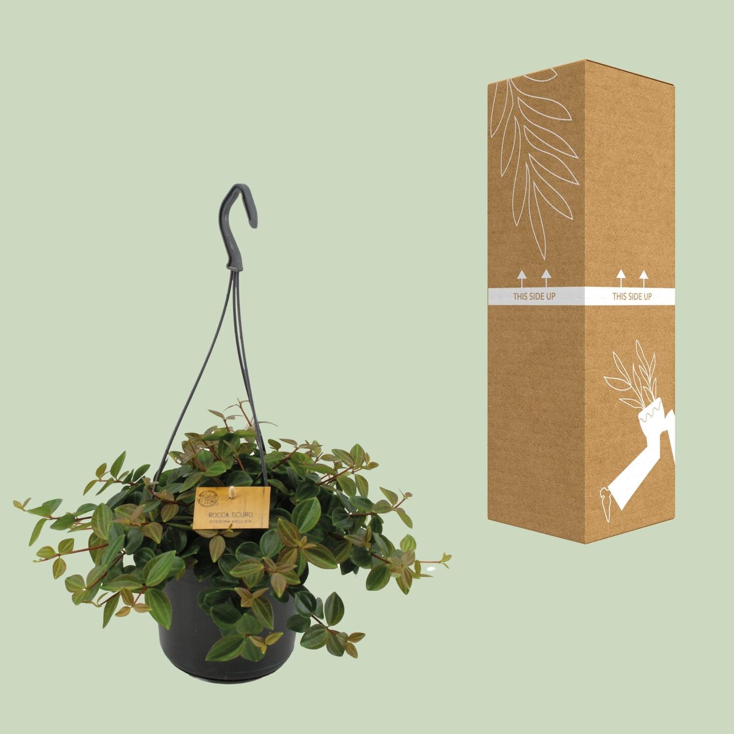 Peperomia Ang.Rocca Scuro - Ø15cm - ↕25cm