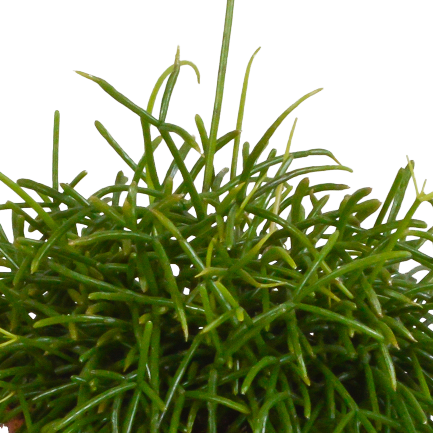 Rhipsalis baccifera Oase 12cm