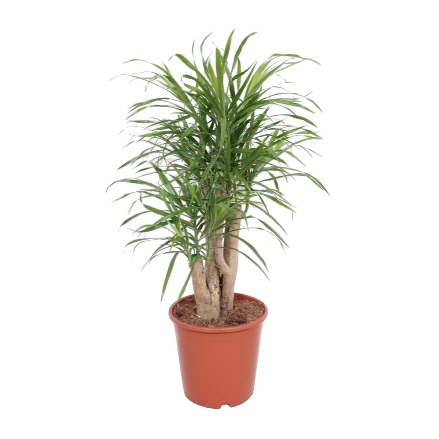 Dracaena Anita - Ø21cm - ↕70cm