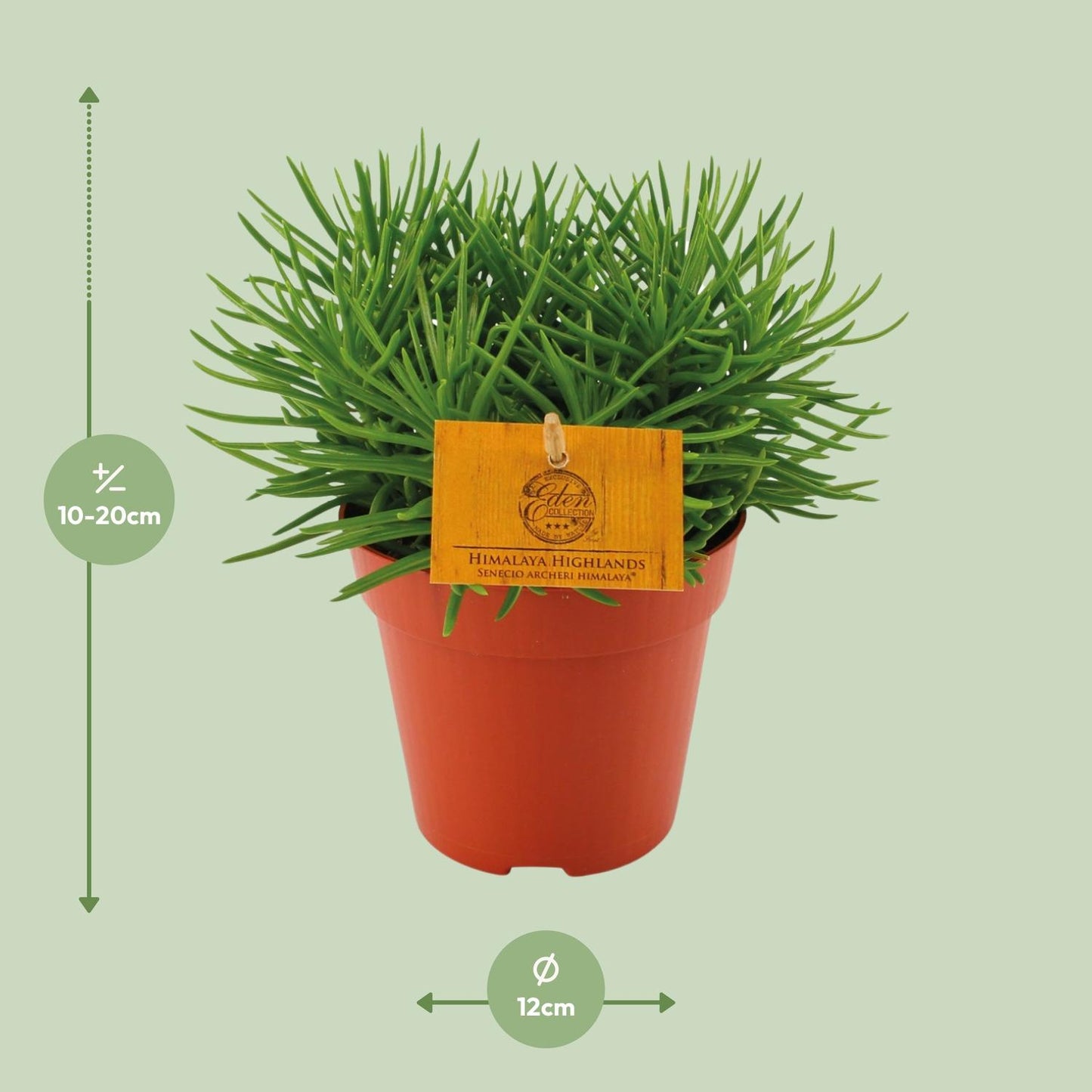 Senecio Himalaya - Ø12cm - ↕20cm