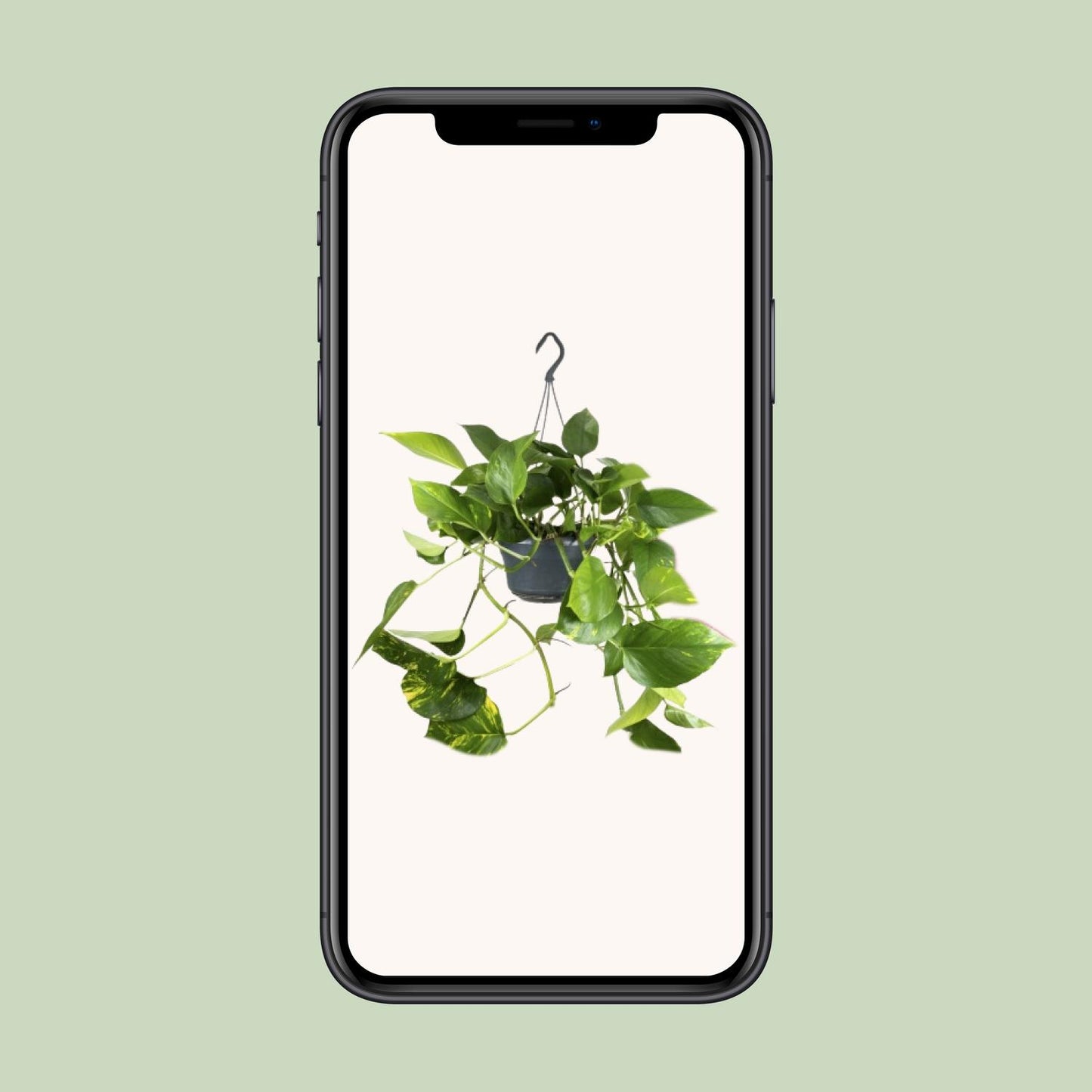 Epipremnum Aureum - Ø15cm - ↕25cm