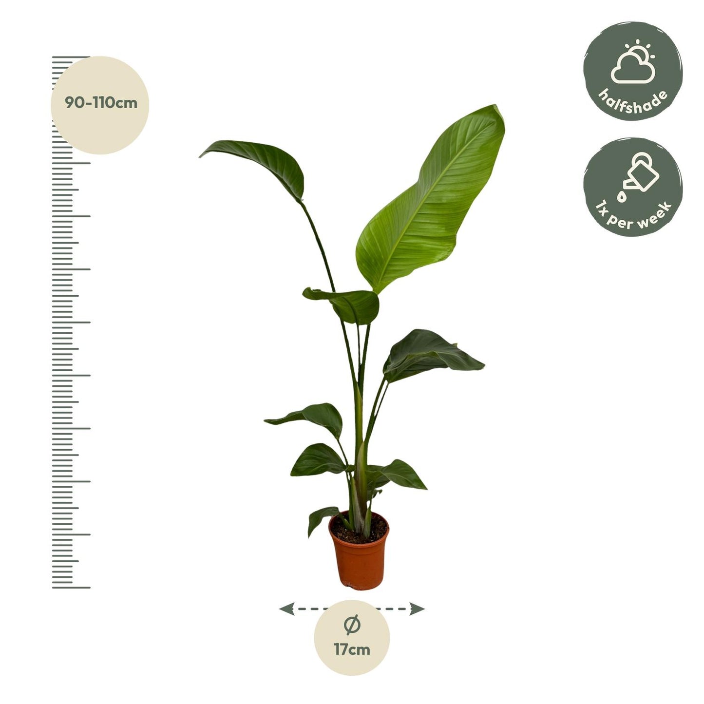 2x Riesenstrelitzie 100 cm – Exotisches Zimmerpflanzen-Set