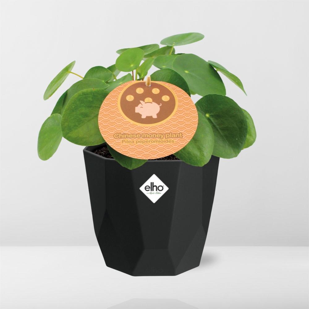Pilea Peperomioides 12cm in 14cm b.for rock living black