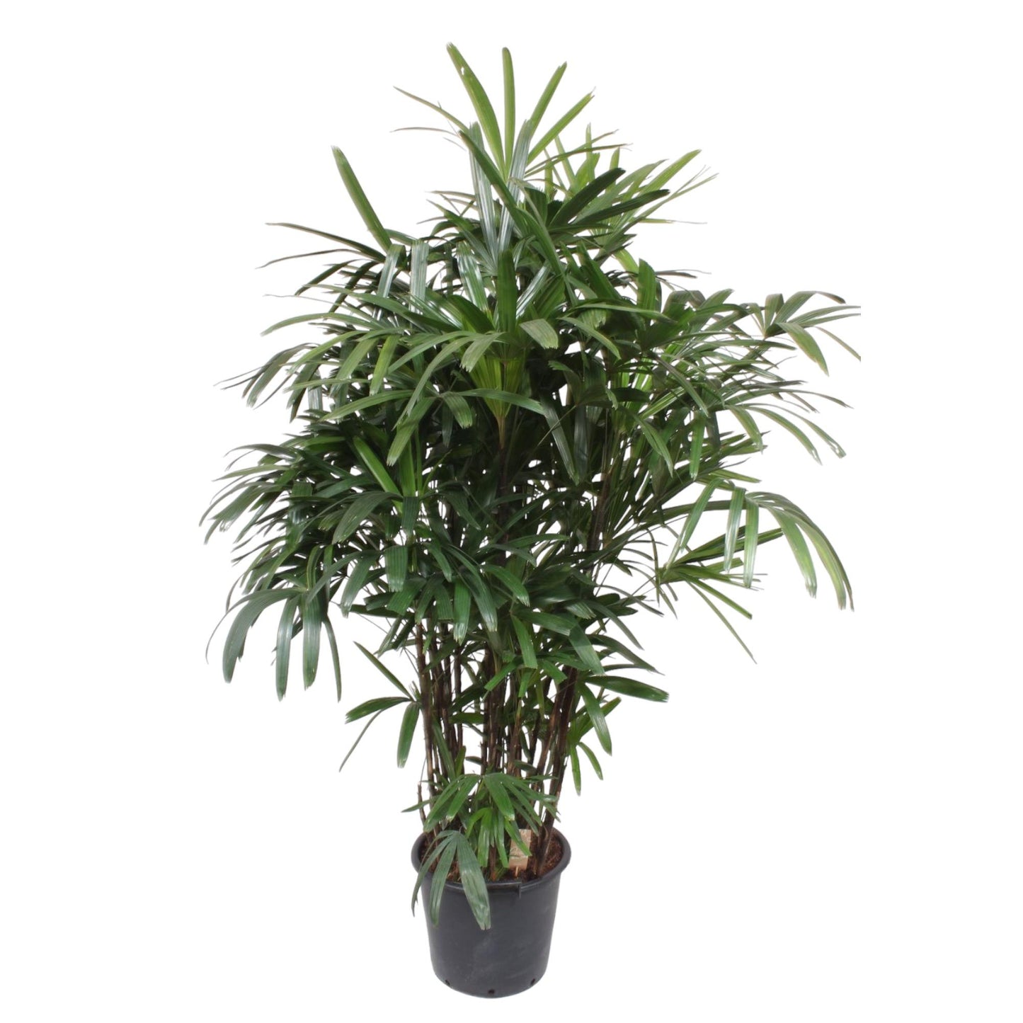 Damenpalme 190 cm – Elegante, pflegeleichte Zimmerpflanze