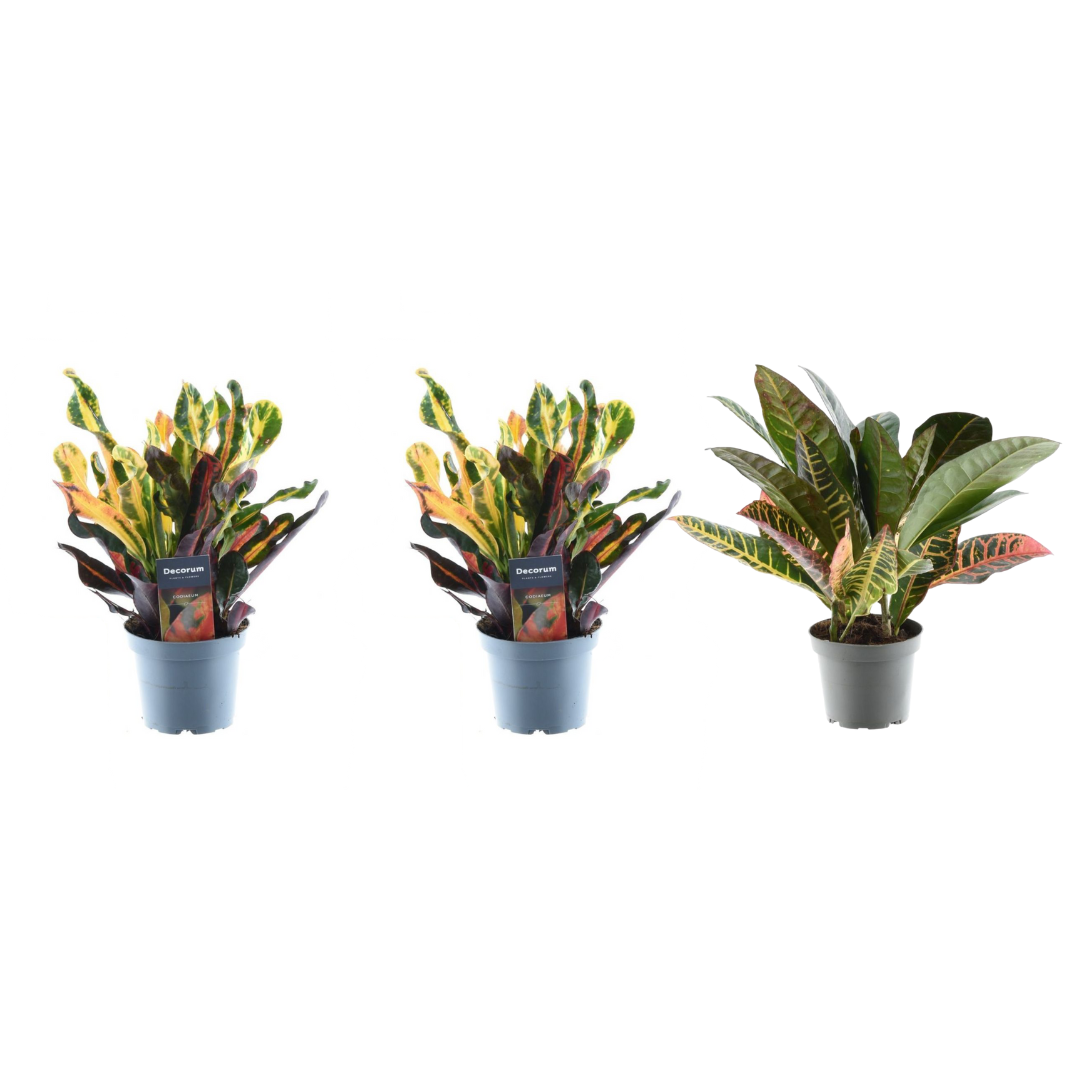 Kroton Mix 3er Set – Bunte, pflegeleichte Zimmerpflanzen 30 cm