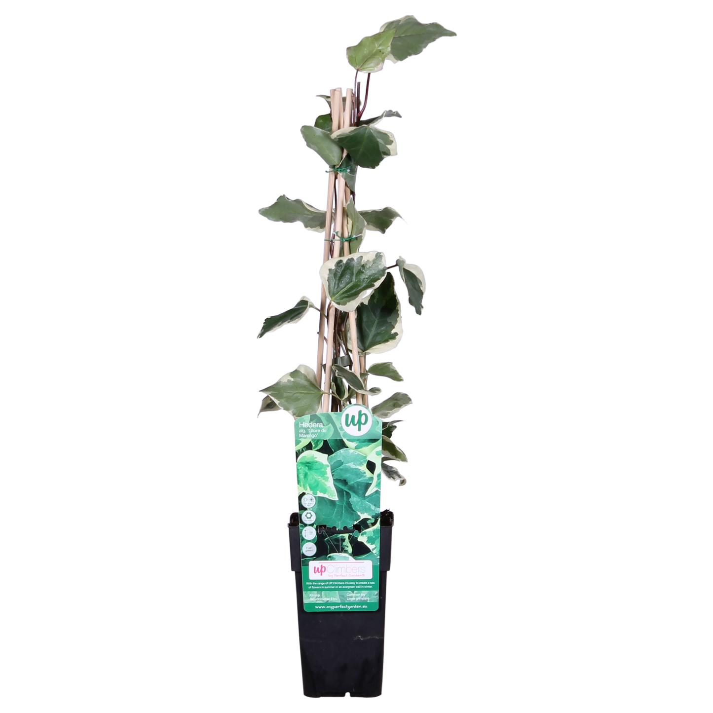 Hedera algeriensis 'Gloire de Maren' - Ø15cm - ↕65cm