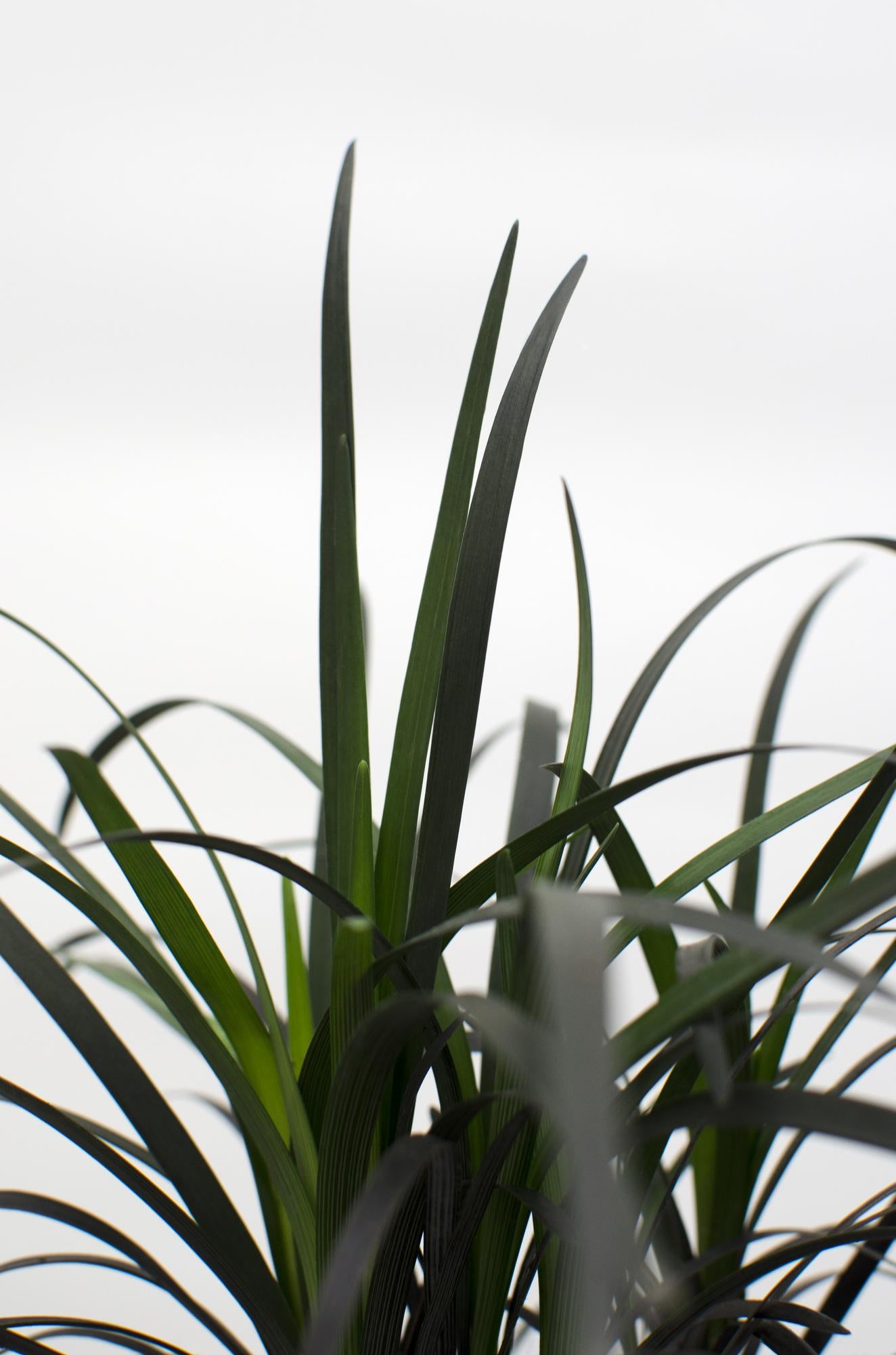 Ophiopogon planiscapus Nigrescens - Ø14cm - ↕30cm